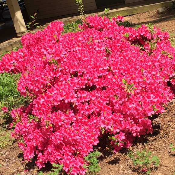 Meet your Posher, Nancy - Picture 1 of 1